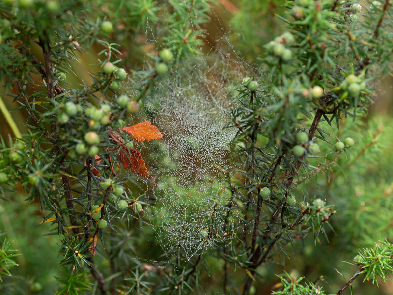 picture of a dew laden spider's web on a bush in Tasmania