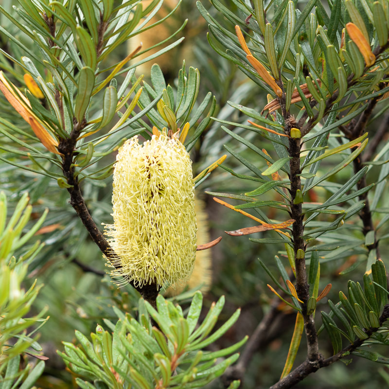 Picture of a yellow callistemon flower ( bottle brush) on a bush in Tasmania