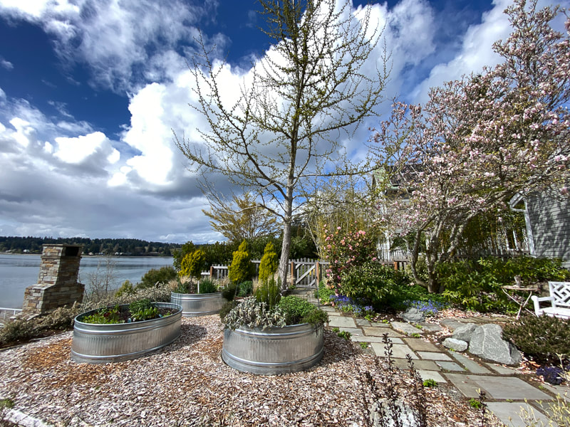Picture of a spring garden at Vashon Island artist residency, with magnolia blossom and a herb garden