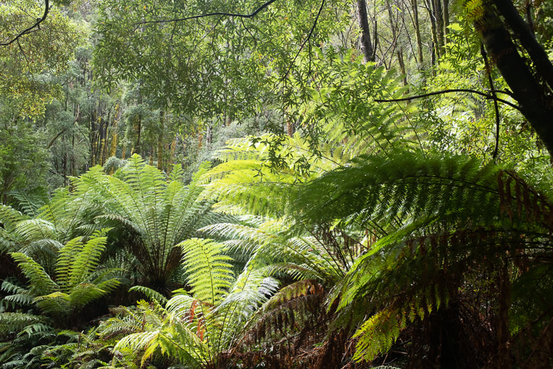 Picture of green ferns in the Tasmanian rain forest. Arching stems and fronds of tree ferns and other ferns.