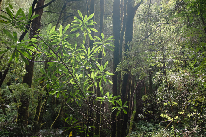 Picture of rain forest in Tasmania showing green leaves, mosses and undergrowth.