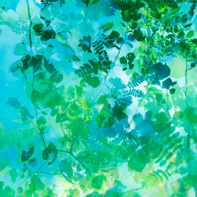 calming photograph of a pond  with green and blue leaves reflected in an abstract photograph